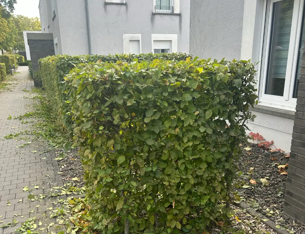 Frisch geschnittene Hecke vor einem Wohnhaus, das Schnittgut liegt noch auf dem Gehweg